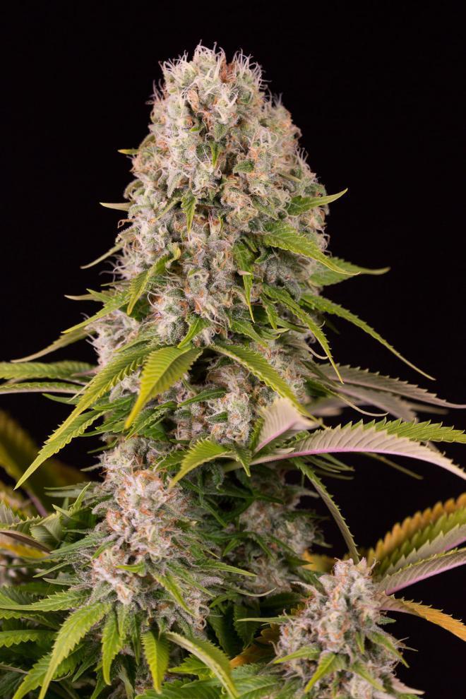 Aeroponica, Brands_Dinafem Seeds, Coltivazione, DINAFEM SEEDS, FEMMINIZZATI, Idroponica, Indoor, Outdoor, Semi, Semi da collezione, THC, Tipo_Femminizzati - doisgrowshop.it