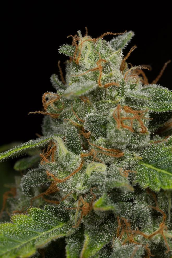 Aeroponica, Brands_Dinafem Seeds, CBD, Coltivazione, DINAFEM SEEDS, Idroponica, Indoor, Outdoor, Semi, Semi da collezione, THC, Tipo_Auto Fiorenti, Tipo_CBD - doisgrowshop.it