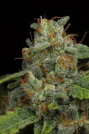 Aeroponica, Brands_Dinafem Seeds, CBD, Coltivazione, DINAFEM SEEDS, Idroponica, Indoor, Outdoor, Semi, Semi da collezione, THC, Tipo_Auto Fiorenti, Tipo_CBD - doisgrowshop.it