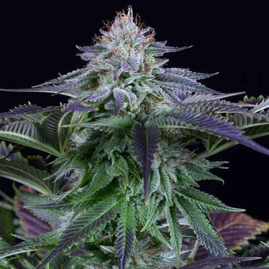 Aeroponica, Brands_Dinafem Seeds, CBD, Coltivazione, DINAFEM SEEDS, Idroponica, Indoor, Outdoor, Semi, Semi da collezione, THC, Tipo_Auto Fiorenti, Tipo_CBD - doisgrowshop.it