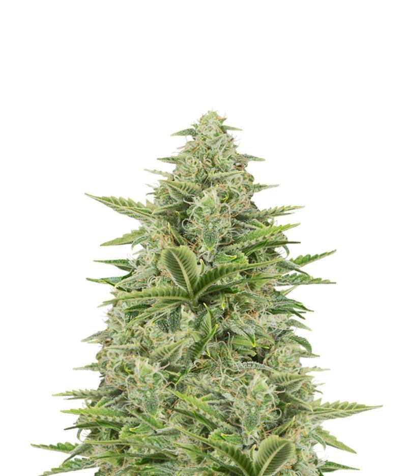 Aeroponica, AUTOFIORENTI, Brands_Dinafem Seeds, CBD, Coltivazione, DINAFEM SEEDS, Idroponica, Indoor, Outdoor, Semi, Semi da collezione, THC, Tipo_Auto Fiorenti - doisgrowshop.it