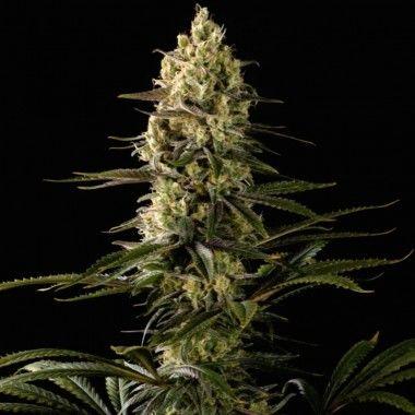 Aeroponica, Brands_Dinafem Seeds, CBD, Coltivazione, DINAFEM SEEDS, Idroponica, Indoor, Outdoor, Semi, Semi da collezione, THC, Tipo_CBD - doisgrowshop.it