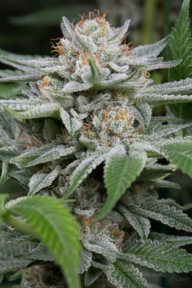 Aeroponica, Brands_Dinafem Seeds, Coltivazione, DINAFEM SEEDS, FEMMINIZZATI, Idroponica, Indoor, Outdoor, Semi, Semi da collezione, THC, Tipo_Femminizzati - doisgrowshop.it