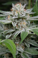 Aeroponica, Brands_Dinafem Seeds, Coltivazione, DINAFEM SEEDS, FEMMINIZZATI, Idroponica, Indoor, Outdoor, Semi, Semi da collezione, THC, Tipo_Femminizzati - doisgrowshop.it