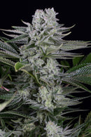 Aeroponica, Brands_Dinafem Seeds, CBD, Coltivazione, DINAFEM SEEDS, Idroponica, Indoor, Outdoor, Semi, Semi da collezione, THC, Tipo_CBD - doisgrowshop.it