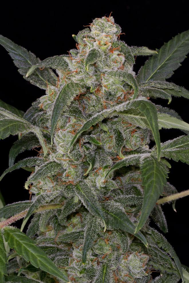 Aeroponica, AUTOFIORENTI, Brands_Dinafem Seeds, Coltivazione, DINAFEM SEEDS, Idroponica, Indoor, Outdoor, Semi, Semi da collezione, THC, Tipo_Auto Fiorenti - doisgrowshop.it