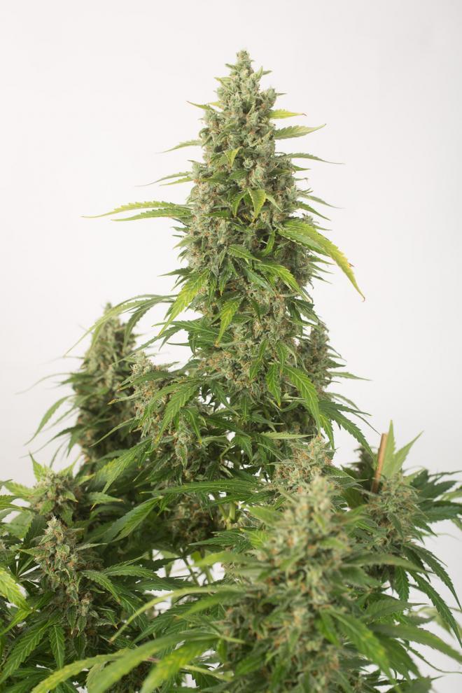 Aeroponica, AUTOFIORENTI, Brands_Dinafem Seeds, Coltivazione, DINAFEM SEEDS, Idroponica, Indoor, Outdoor, Semi, Semi da collezione, THC, Tipo_Auto Fiorenti - doisgrowshop.it