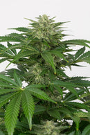 Aeroponica, Brands_Dinafem Seeds, CBD, Coltivazione, DINAFEM SEEDS, Idroponica, Indoor, Outdoor, Semi, Semi da collezione, THC, Tipo_Auto Fiorenti, Tipo_CBD - doisgrowshop.it