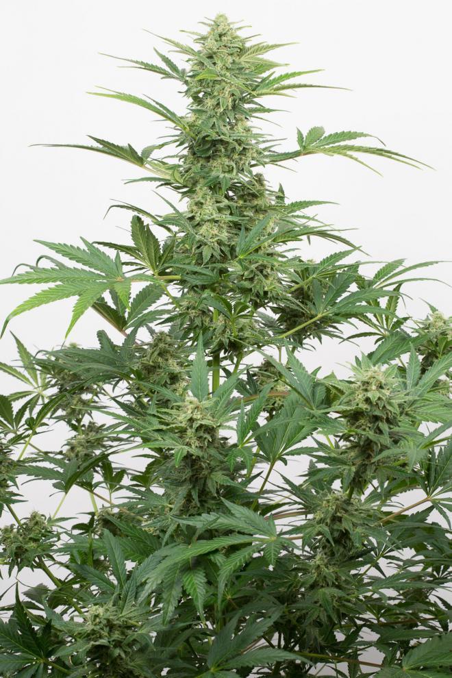 Aeroponica, Brands_Dinafem Seeds, CBD, Coltivazione, DINAFEM SEEDS, Idroponica, Indoor, Outdoor, Semi, Semi da collezione, THC, Tipo_Auto Fiorenti, Tipo_CBD - doisgrowshop.it