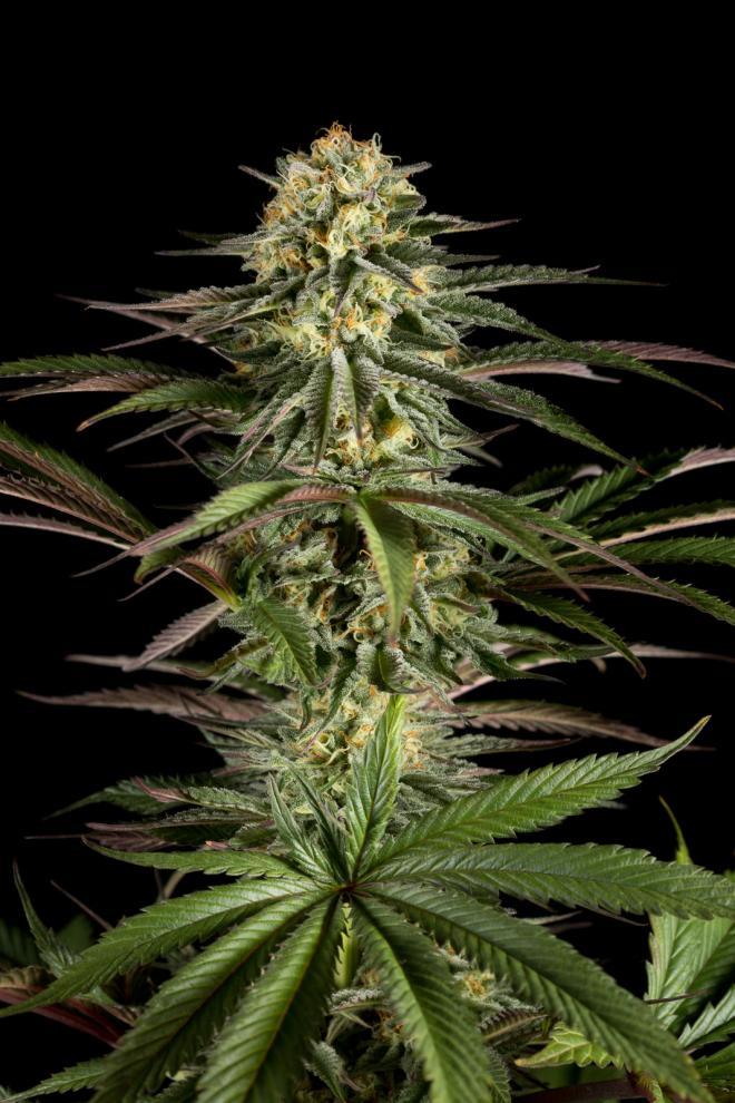 Aeroponica, Brands_Dinafem Seeds, Coltivazione, DINAFEM SEEDS, FEMMINIZZATI, Idroponica, Indoor, Outdoor, Semi, Semi da collezione, THC, Tipo_Femminizzati - doisgrowshop.it