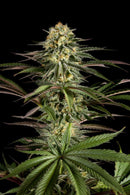 Aeroponica, Brands_Dinafem Seeds, Coltivazione, DINAFEM SEEDS, FEMMINIZZATI, Idroponica, Indoor, Outdoor, Semi, Semi da collezione, THC, Tipo_Femminizzati - doisgrowshop.it