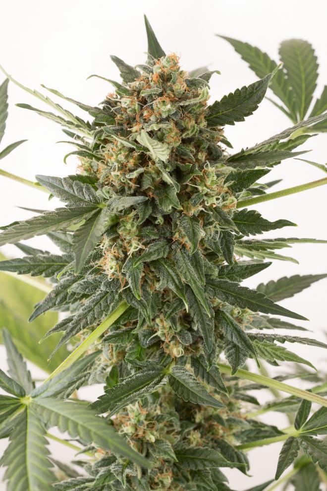 Aeroponica, AUTOFIORENTI, Brands_Dinafem Seeds, Coltivazione, DINAFEM SEEDS, Idroponica, Indoor, Outdoor, Semi, Semi da collezione, THC, Tipo_Auto Fiorenti - doisgrowshop.it