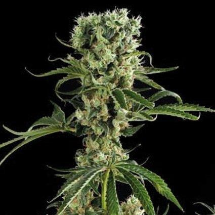 Aeroponica, Brands_Dinafem Seeds, Coltivazione, DINAFEM SEEDS, FEMMINIZZATI, Idroponica, Indoor, Outdoor, Semi, Semi da collezione, THC, Tipo_Femminizzati - doisgrowshop.it