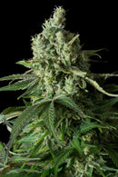 Aeroponica, Brands_Dinafem Seeds, CBD, Coltivazione, DINAFEM SEEDS, Idroponica, Indoor, Outdoor, Semi, Semi da collezione, THC, Tipo_CBD - doisgrowshop.it