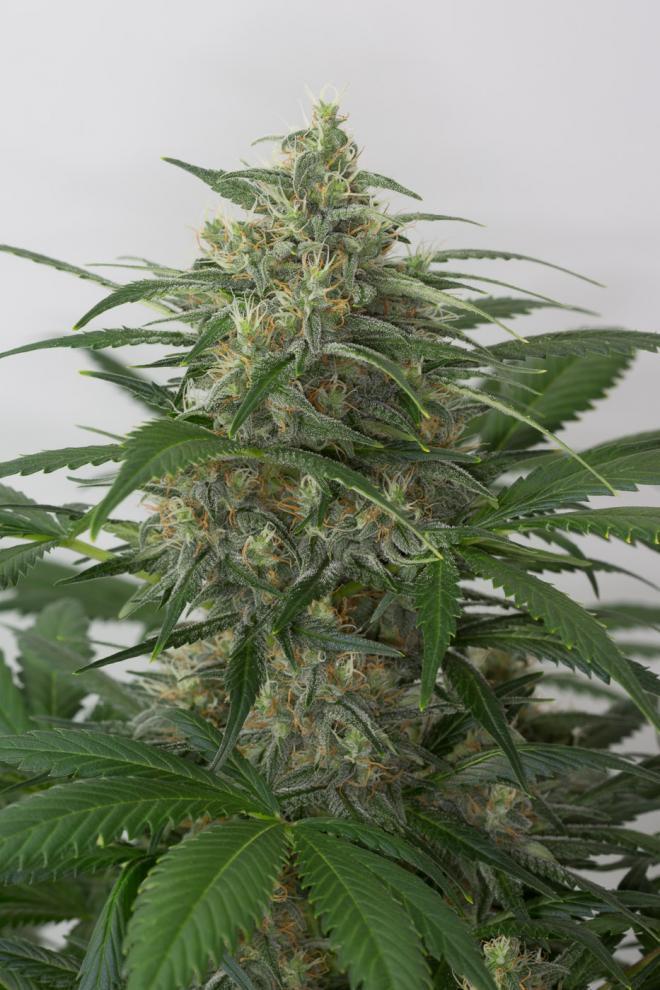 Aeroponica, AUTOFIORENTI, Brands_Dinafem Seeds, Coltivazione, DINAFEM SEEDS, Idroponica, Indoor, Outdoor, Semi, Semi da collezione, THC, Tipo_Auto Fiorenti - doisgrowshop.it