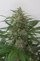 Aeroponica, AUTOFIORENTI, Brands_Dinafem Seeds, Coltivazione, DINAFEM SEEDS, Idroponica, Indoor, Outdoor, Semi, Semi da collezione, THC, Tipo_Auto Fiorenti - doisgrowshop.it