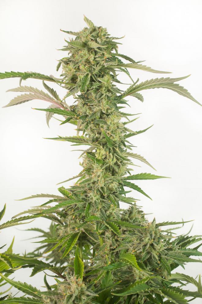 Aeroponica, Brands_Dinafem Seeds, CBD, Coltivazione, DINAFEM SEEDS, Idroponica, Indoor, Outdoor, Semi, Semi da collezione, THC, Tipo_Auto Fiorenti, Tipo_CBD - doisgrowshop.it