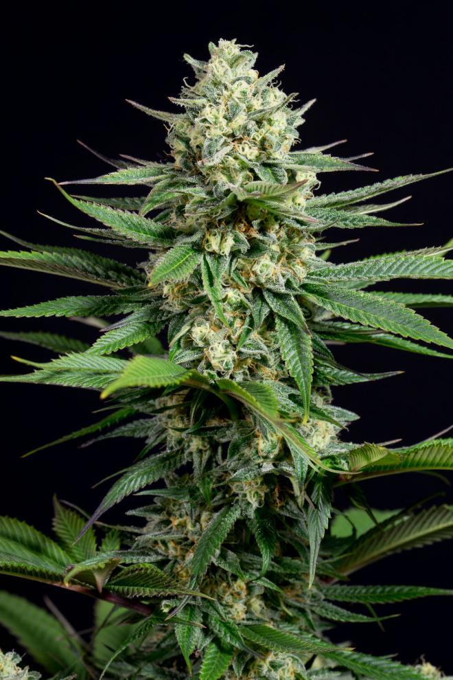 Aeroponica, Brands_Dinafem Seeds, CBD, Coltivazione, DINAFEM SEEDS, Idroponica, Indoor, Offerta, Outdoor, Semi, Semi da collezione, THC, Tipo_CBD - doisgrowshop.it