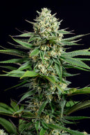 Aeroponica, Brands_Dinafem Seeds, CBD, Coltivazione, DINAFEM SEEDS, Idroponica, Indoor, Offerta, Outdoor, Semi, Semi da collezione, THC, Tipo_CBD - doisgrowshop.it