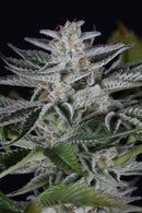 Aeroponica, Brands_Dinafem Seeds, Coltivazione, DINAFEM SEEDS, FEMMINIZZATI, Idroponica, Indoor, Outdoor, Semi, Semi da collezione, THC, Tipo_Femminizzati - doisgrowshop.it