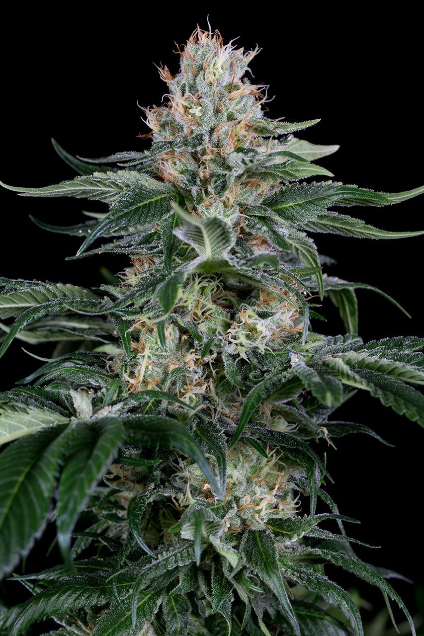 Aeroponica, Brands_Dinafem Seeds, Coltivazione, DINAFEM SEEDS, FEMMINIZZATI, Idroponica, Indoor, Outdoor, Semi, Semi da collezione, THC, Tipo_Femminizzati - doisgrowshop.it