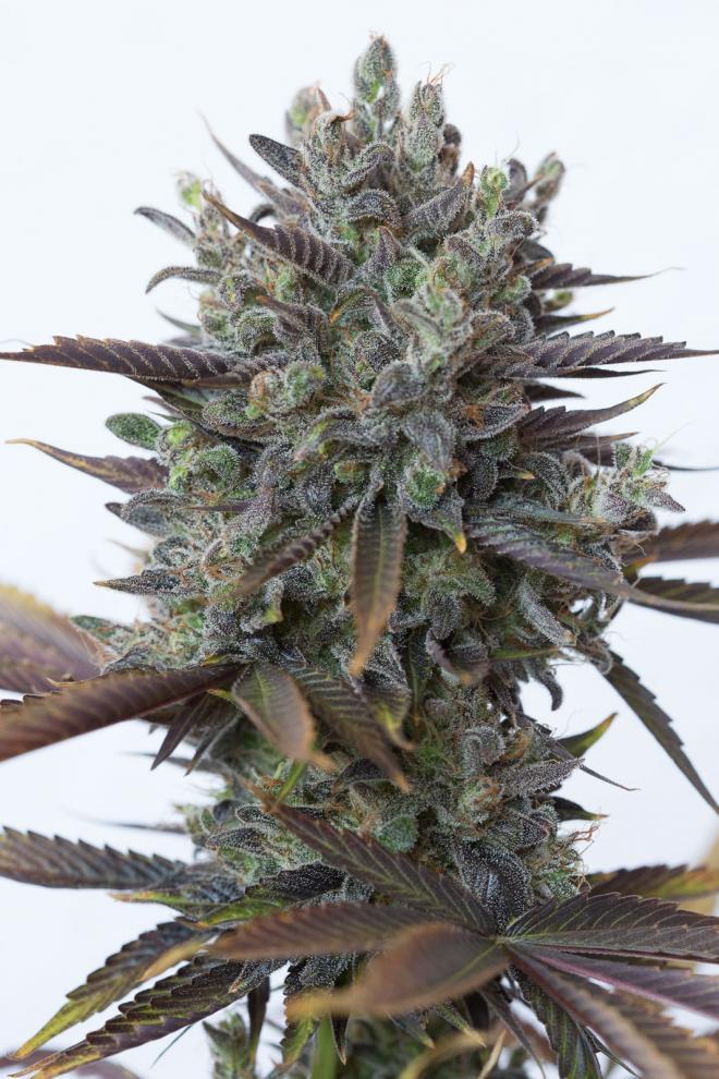 Aeroponica, Brands_Dinafem Seeds, CBD, Coltivazione, DINAFEM SEEDS, Idroponica, Indoor, Outdoor, Semi, Semi da collezione, THC, Tipo_CBD - doisgrowshop.it