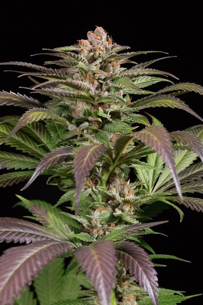 Aeroponica, Brands_Dinafem Seeds, Coltivazione, DINAFEM SEEDS, FEMMINIZZATI, Idroponica, Indoor, Outdoor, Semi, Semi da collezione, THC, Tipo_Femminizzati - doisgrowshop.it