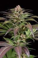 Aeroponica, Brands_Dinafem Seeds, Coltivazione, DINAFEM SEEDS, FEMMINIZZATI, Idroponica, Indoor, Outdoor, Semi, Semi da collezione, THC, Tipo_Femminizzati - doisgrowshop.it