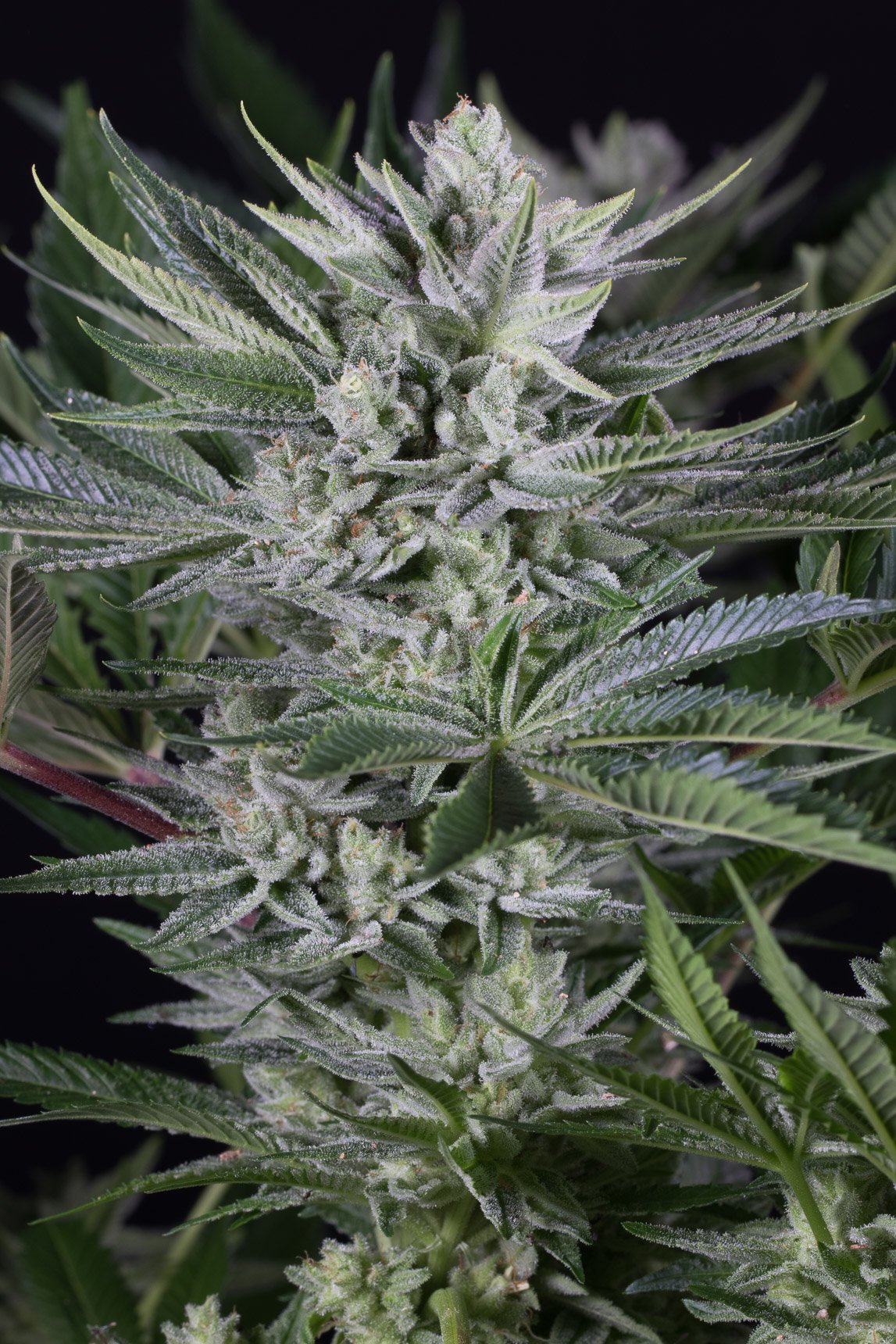 Aeroponica, AUTOFIORENTI, Brands_Dinafem Seeds, Coltivazione, DINAFEM SEEDS, Idroponica, Indoor, Outdoor, Semi, Semi da collezione, THC, Tipo_Auto Fiorenti - doisgrowshop.it