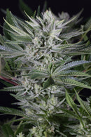 Aeroponica, AUTOFIORENTI, Brands_Dinafem Seeds, Coltivazione, DINAFEM SEEDS, Idroponica, Indoor, Outdoor, Semi, Semi da collezione, THC, Tipo_Auto Fiorenti - doisgrowshop.it