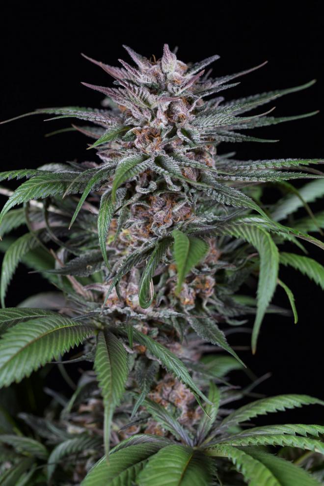 Aeroponica, Brands_Dinafem Seeds, Coltivazione, DINAFEM SEEDS, FEMMINIZZATI, Idroponica, Indoor, Outdoor, Semi, Semi da collezione, THC, Tipo_Femminizzati - doisgrowshop.it