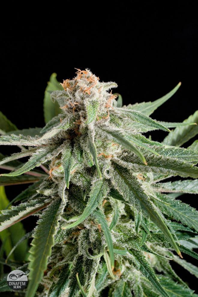 Aeroponica, Brands_Dinafem Seeds, Coltivazione, DINAFEM SEEDS, FEMMINIZZATI, Idroponica, Indoor, Outdoor, Semi, Semi da collezione, THC, Tipo_Femminizzati - doisgrowshop.it