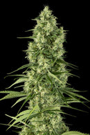 Aeroponica, Brands_Dinafem Seeds, Coltivazione, DINAFEM SEEDS, FEMMINIZZATI, Idroponica, Indoor, Outdoor, Semi, Semi da collezione, THC, Tipo_Femminizzati - doisgrowshop.it