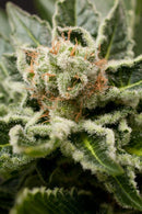 Aeroponica, Brands_Dinafem Seeds, Coltivazione, DINAFEM SEEDS, FEMMINIZZATI, Idroponica, Indoor, Outdoor, Semi, Semi da collezione, THC, Tipo_Femminizzati - doisgrowshop.it