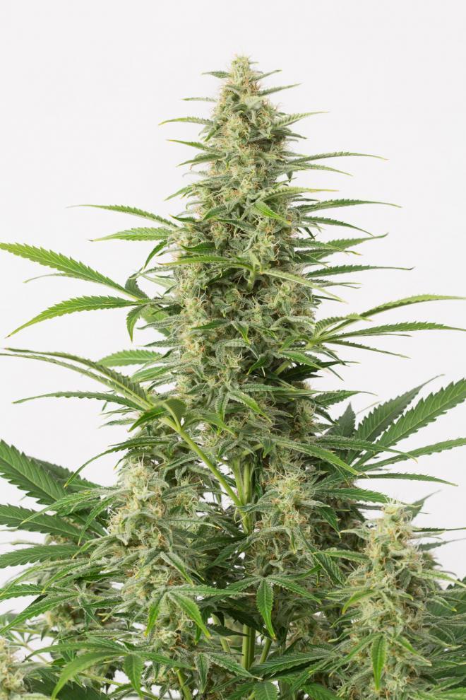 Aeroponica, AUTOFIORENTI, Brands_Dinafem Seeds, Coltivazione, DINAFEM SEEDS, Idroponica, Indoor, Outdoor, Semi, Semi da collezione, THC, Tipo_Auto Fiorenti - doisgrowshop.it