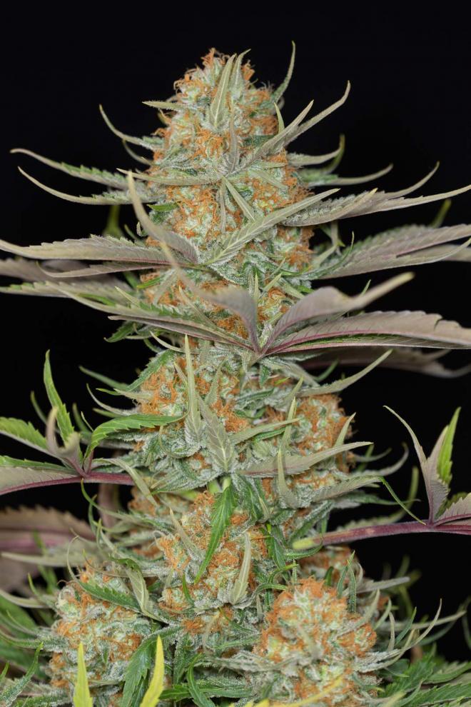 Aeroponica, Brands_Dinafem Seeds, Coltivazione, DINAFEM SEEDS, FEMMINIZZATI, Idroponica, Indoor, Outdoor, Semi, Semi da collezione, THC, Tipo_Femminizzati - doisgrowshop.it