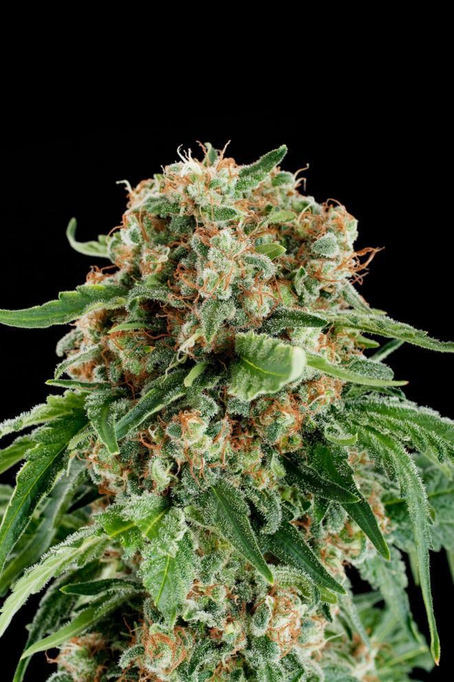 Aeroponica, Brands_Dinafem Seeds, Coltivazione, DINAFEM SEEDS, FEMMINIZZATI, Idroponica, Indoor, Outdoor, Semi, Semi da collezione, THC, Tipo_Femminizzati - doisgrowshop.it