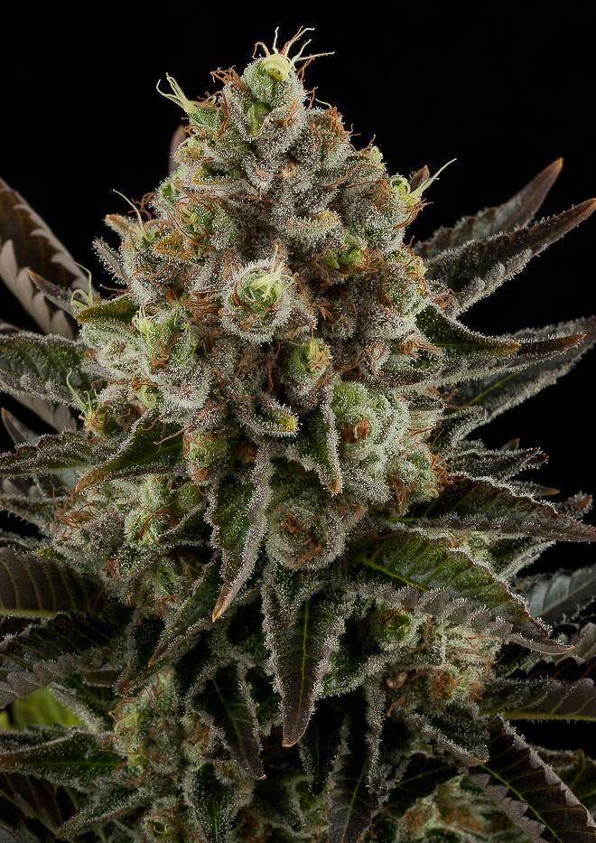 Aeroponica, Brands_Dinafem Seeds, Coltivazione, DINAFEM SEEDS, FEMMINIZZATI, Idroponica, Indoor, Outdoor, Semi, Semi da collezione, THC, Tipo_Femminizzati - doisgrowshop.it