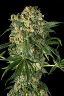 Aeroponica, Brands_Dinafem Seeds, Coltivazione, DINAFEM SEEDS, FEMMINIZZATI, Idroponica, Indoor, Outdoor, Semi, THC, Tipo_Femminizzati - doisgrowshop.it