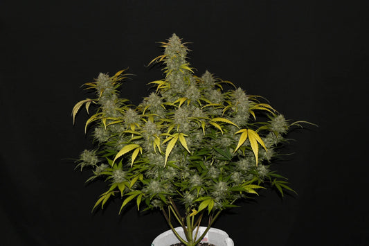 Fast Buds Gelato Auto