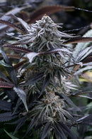 Silent Seeds Grape Juice