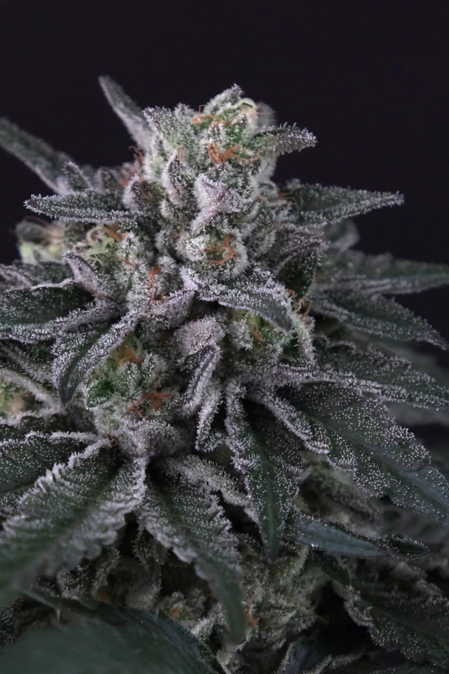 Paradise Seeds Gulupa
