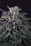 Paradise Seeds Gulupa