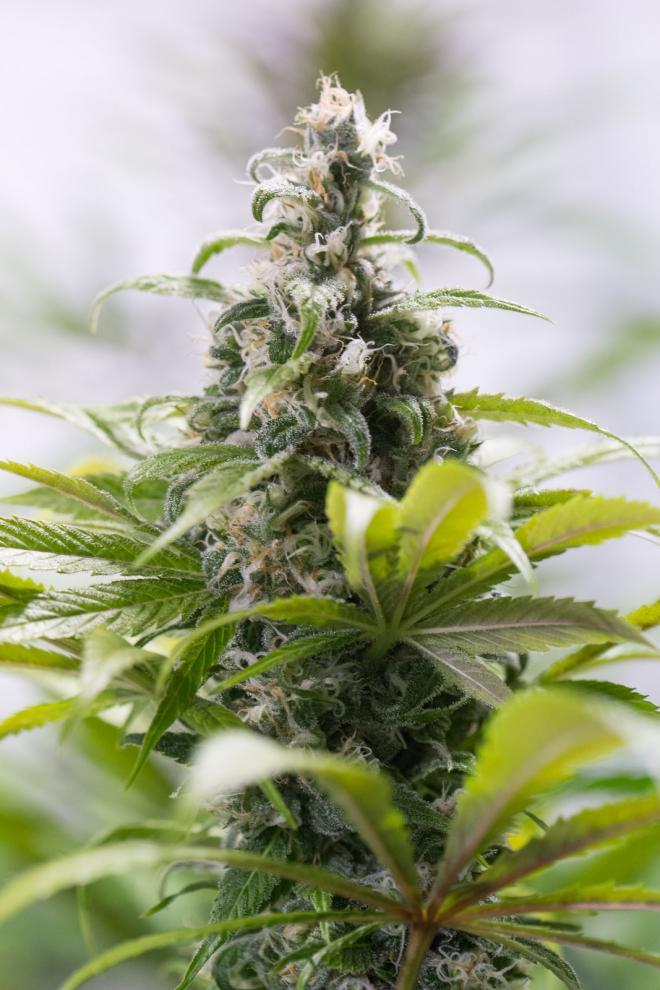 Aeroponica, Autocoltivazione, Brands_Humboldt Seeds, CBD, Coltivazione, Idroponica, Indoor, Outdoor, Semi, THC, Tipo_CBD - doisgrowshop.it