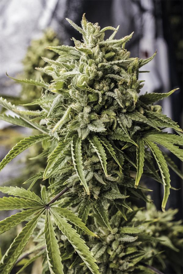 Aeroponica, Autocoltivazione, AUTOFIORENTI, Brands_Humboldt Seeds, Coltivazione, Idroponica, Indoor, Outdoor, Semi, Semi da collezione, THC, Tipo_Auto Fiorenti - doisgrowshop.it