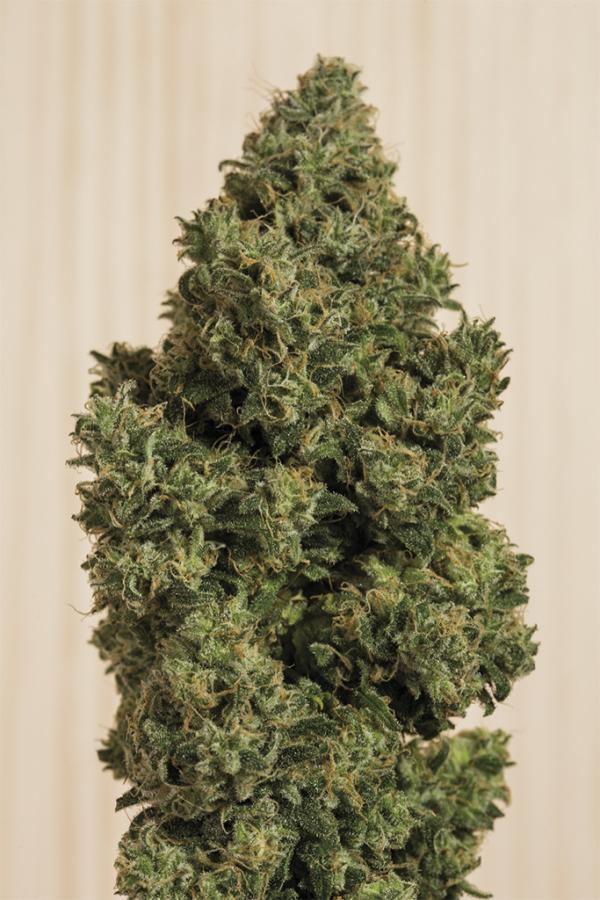 Aeroponica, Autocoltivazione, Brands_Humboldt Seeds, CBD, Coltivazione, fotodipendenti, Idroponica, Indoor, Outdoor, Semi, Semi da collezione, THC, Tipo_CBD - doisgrowshop.it