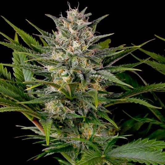 Aeroponica, Autocoltivazione, Brands_Humboldt Seeds, Coltivazione, FEMMINIZZATI, Idroponica, Indoor, Outdoor, Semi, Semi da collezione, THC, Tipo_Femminizzati - doisgrowshop.it