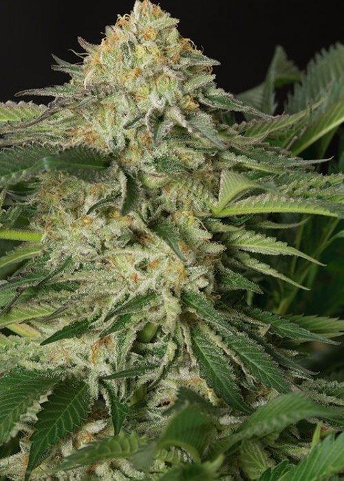 Aeroponica, Autocoltivazione, Brands_Humboldt Seeds, Coltivazione, FEMMINIZZATI, Idroponica, Indoor, Outdoor, Semi, Semi da collezione, THC, Tipo_Femminizzati - doisgrowshop.it
