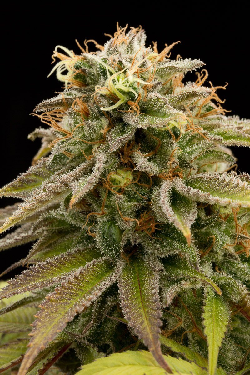 Aeroponica, Autocoltivazione, Brands_Humboldt Seeds, Coltivazione, FEMMINIZZATI, Idroponica, Indoor, Outdoor, Semi, THC, Tipo_Femminizzati - doisgrowshop.it