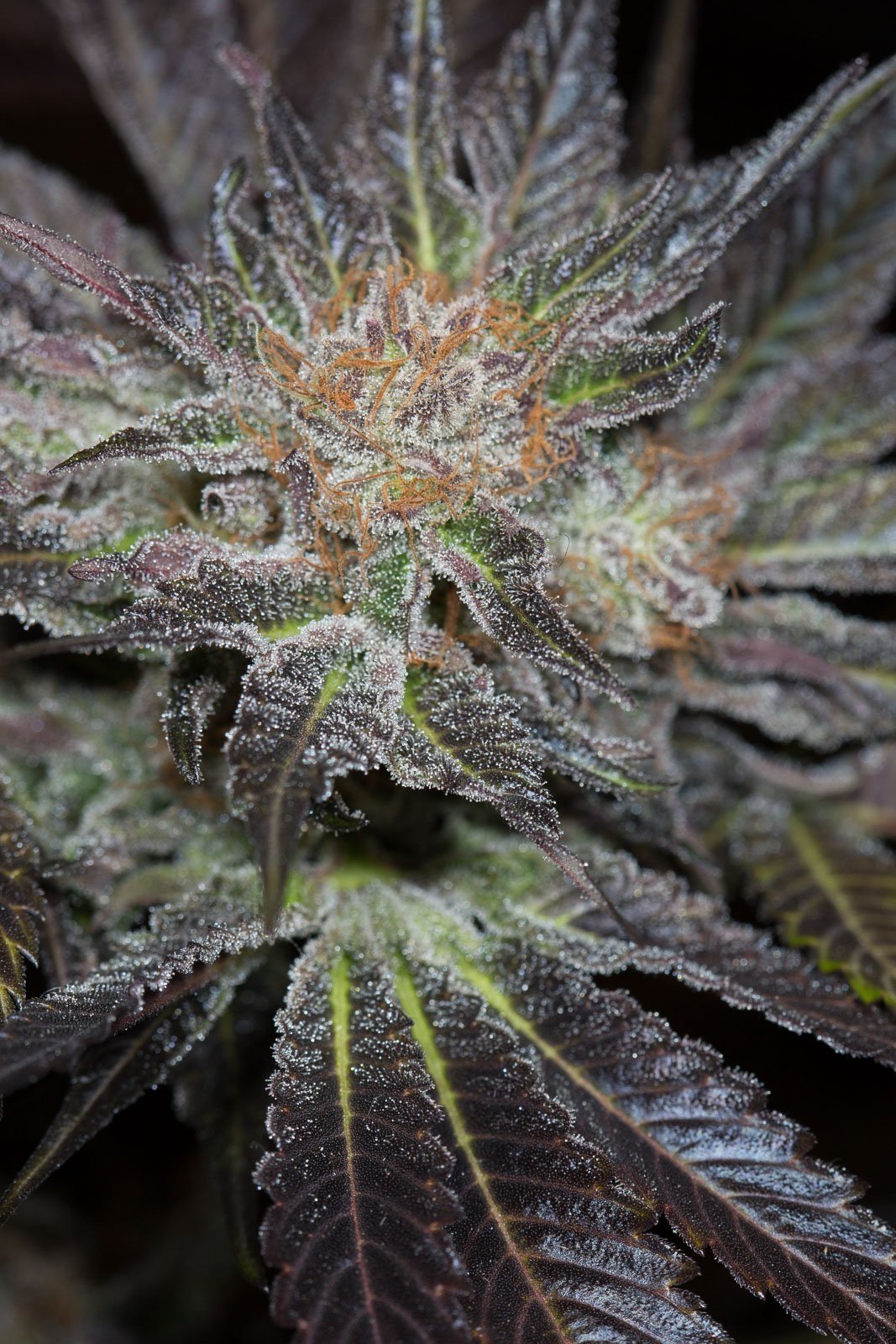 Aeroponica, Autocoltivazione, Brands_Humboldt Seeds, Coltivazione, FEMMINIZZATI, Idroponica, Indoor, Outdoor, Semi, THC, Tipo_Femminizzati - doisgrowshop.it